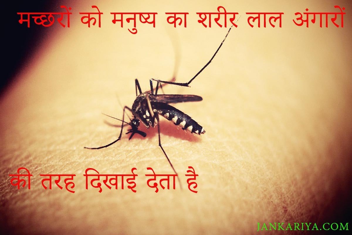 Facts About Mosquitoes In Hindi
