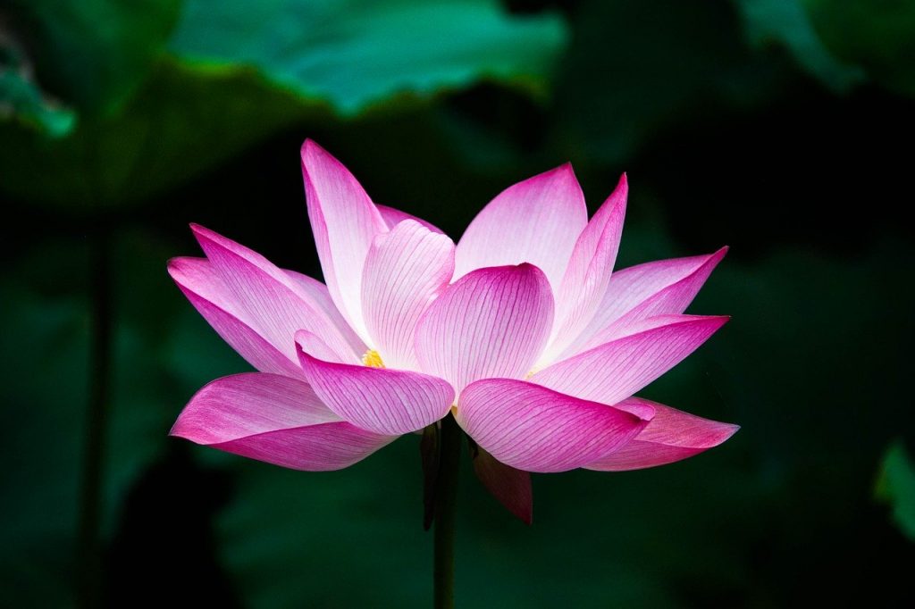 Lotus- कमल
