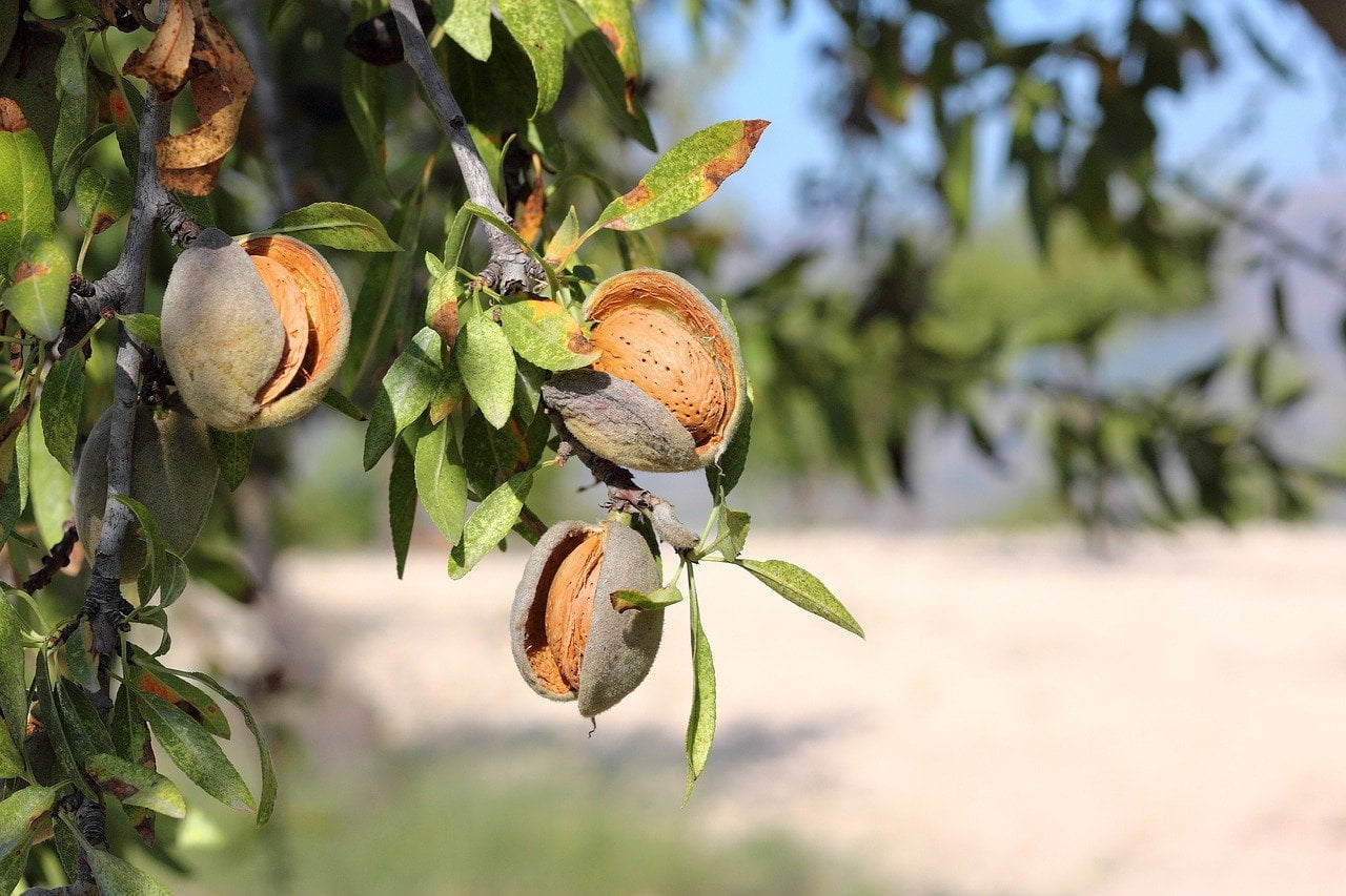 almond fruit tree images