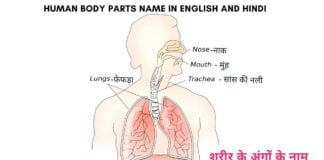 Body parts in Hindi