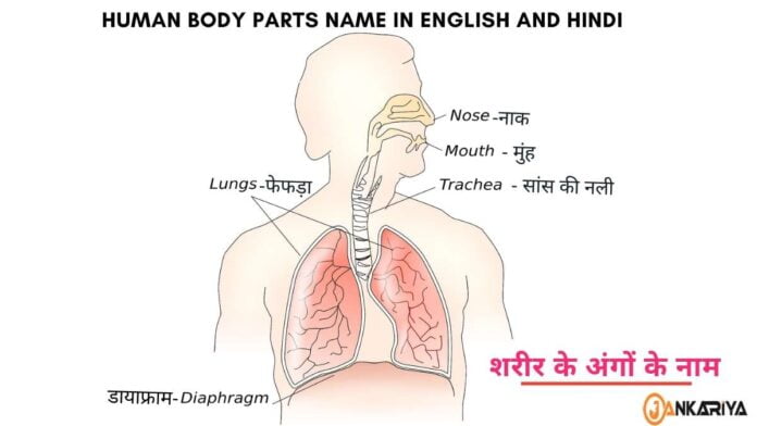 Body parts in Hindi