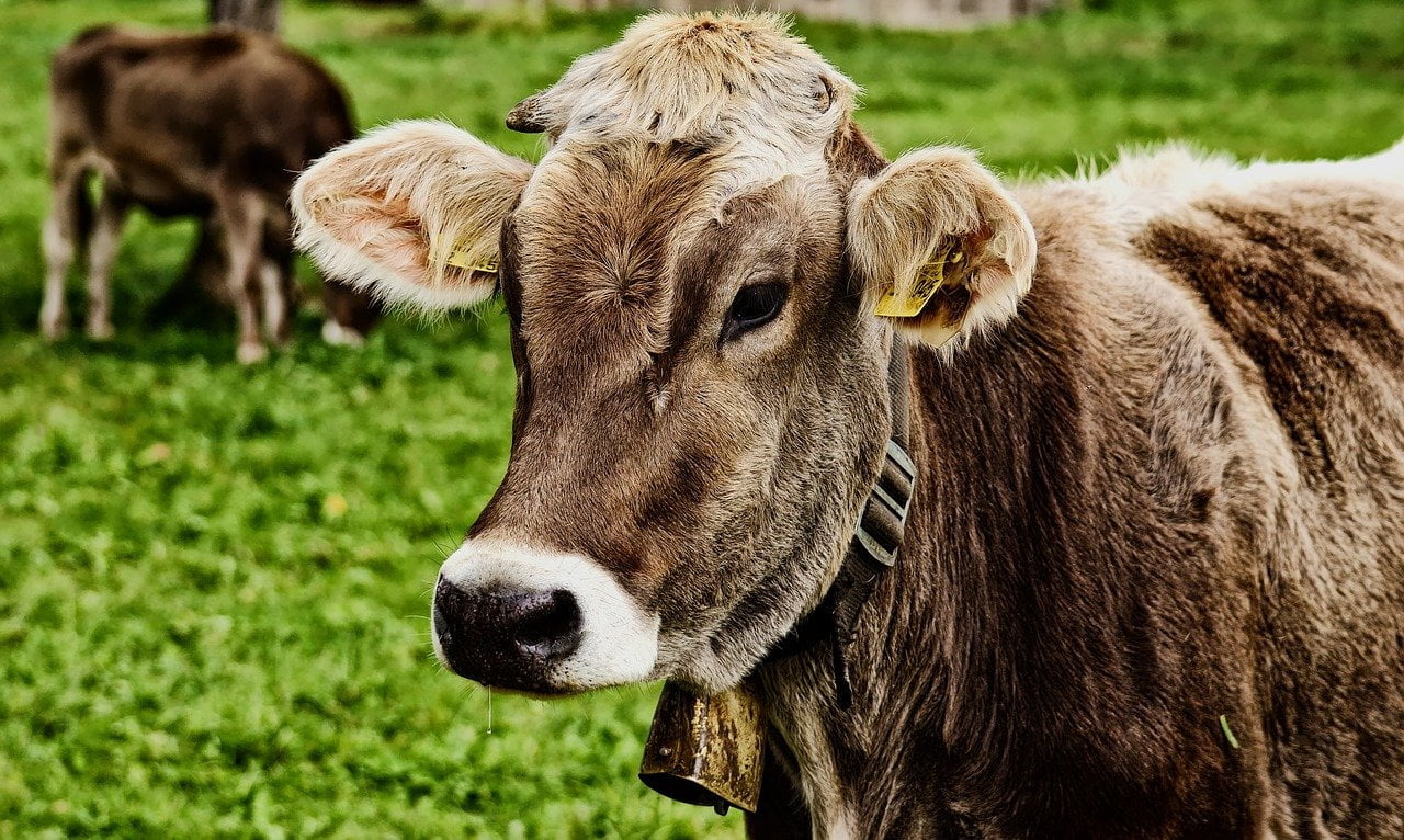 cow in Hindi